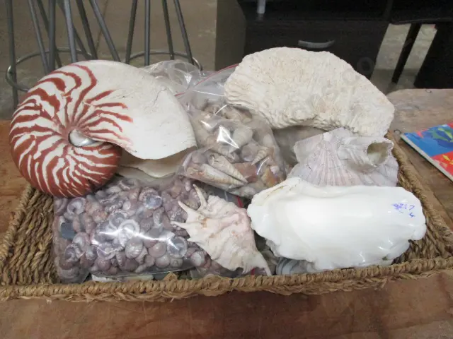 Seashells Image 1++